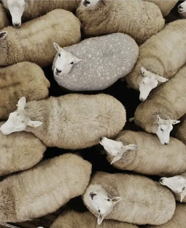 Un troupeau de mouton. Celui qui nous regarde est pailletté.