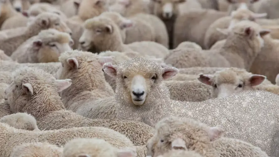 Un troupeau de mouton. Celui au centre nous regarde, il est pailleté.